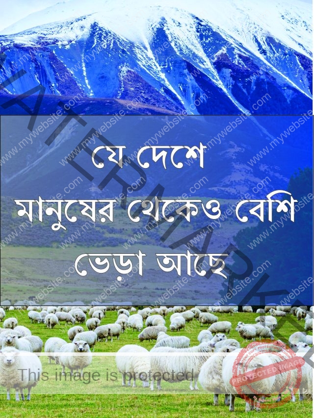 যে দেশে মানুষের থেকেও বেশি ভেড়া আছে