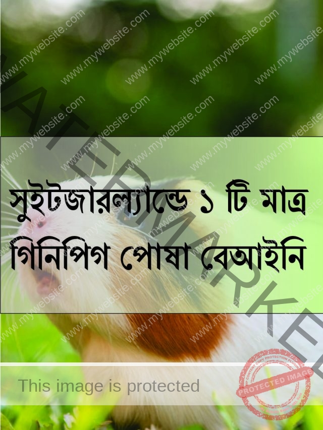 সুইটজারল্যান্ডে ১ টি মাত্র গিনিপিগ পোষা বেআইনি
