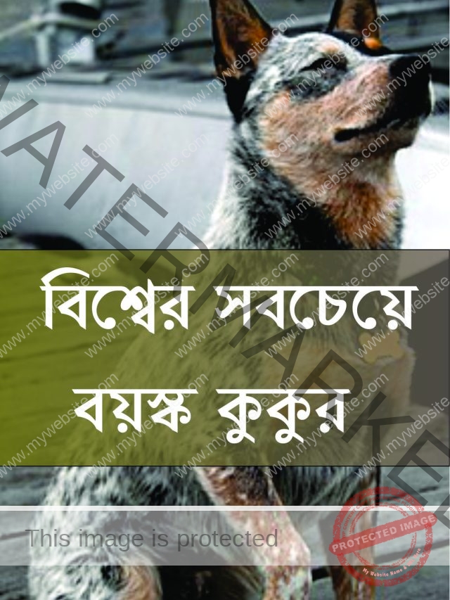 বিশ্বের সবচেয়ে বয়স্ক কুকুর